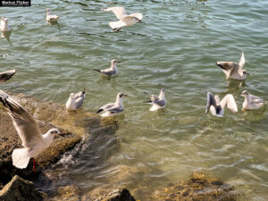 Möwen an der Adria am Meer in Slowenien Izola Isola fotografieren