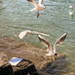 Möwen an der Adria am Meer mit dem Smartphone in Slowenien Izola Isola fotografieren und filmen. Fotografieren und Filmen mit dem Smartphone: Bessere Fotos und Videos mit dem Handy für Freizeit, Hobby und Business