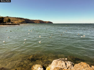 Möwen an der Adria am Meer in Slowenien Izola Isola fotografieren