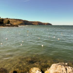 Möwen an der Adria am Meer in Slowenien Izola Isola fotografieren