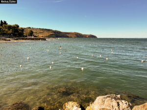 Möwen an der Adria am Meer in Slowenien Izola Isola fotografieren