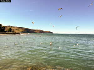 Möwen an der Adria am Meer in Slowenien Izola Isola fotografieren