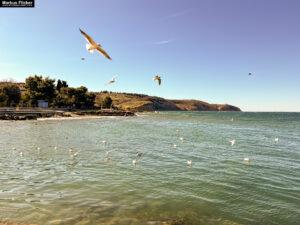 Möwen an der Adria am Meer mit dem Smartphone in Slowenien Izola Isola fotografieren und filmen. Fotografieren und Filmen mit dem Smartphone: Bessere Fotos und Videos mit dem Handy für Freizeit, Hobby und Business