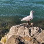 Möwen an der Adria am Meer mit dem Smartphone in Slowenien Izola Isola fotografieren und filmen. Fotografieren und Filmen mit dem Smartphone: Bessere Fotos und Videos mit dem Handy für Freizeit, Hobby und Business