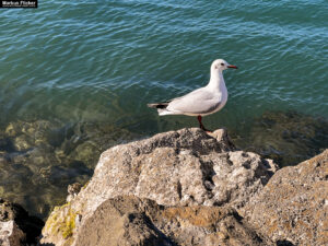 Möwen an der Adria am Meer mit dem Smartphone in Slowenien Izola Isola fotografieren und filmen. Fotografieren und Filmen mit dem Smartphone: Bessere Fotos und Videos mit dem Handy für Freizeit, Hobby und Business