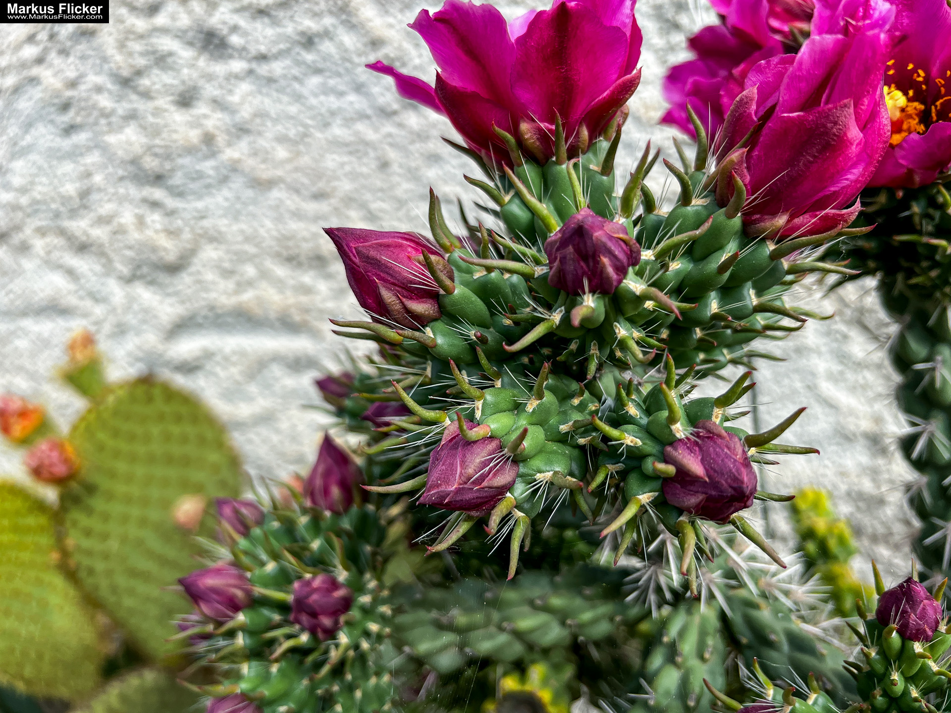 Bale Valle Kroatien Roadtrip Istrien #visitcroatia #kroatien #istrien #visitbale