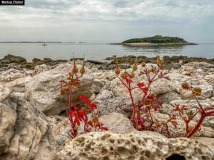 Mon Perin Camping und Strand Sv. Jakov mit Insel Otočić Kolona Bale Valle Istrien Kroatien an der Adria #visitcroatia