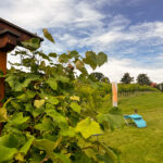 Ferienhaus Kellerstöckl Weinberg Deutsch-Schützen Weinberg Eisenberg an der Pinka Südburgenland Burgenland