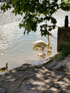 Maribor Marburg an der Drau Drava in Slowenien Roadtrip Städtereise #ifeelsLOVEnia #visitmaribor