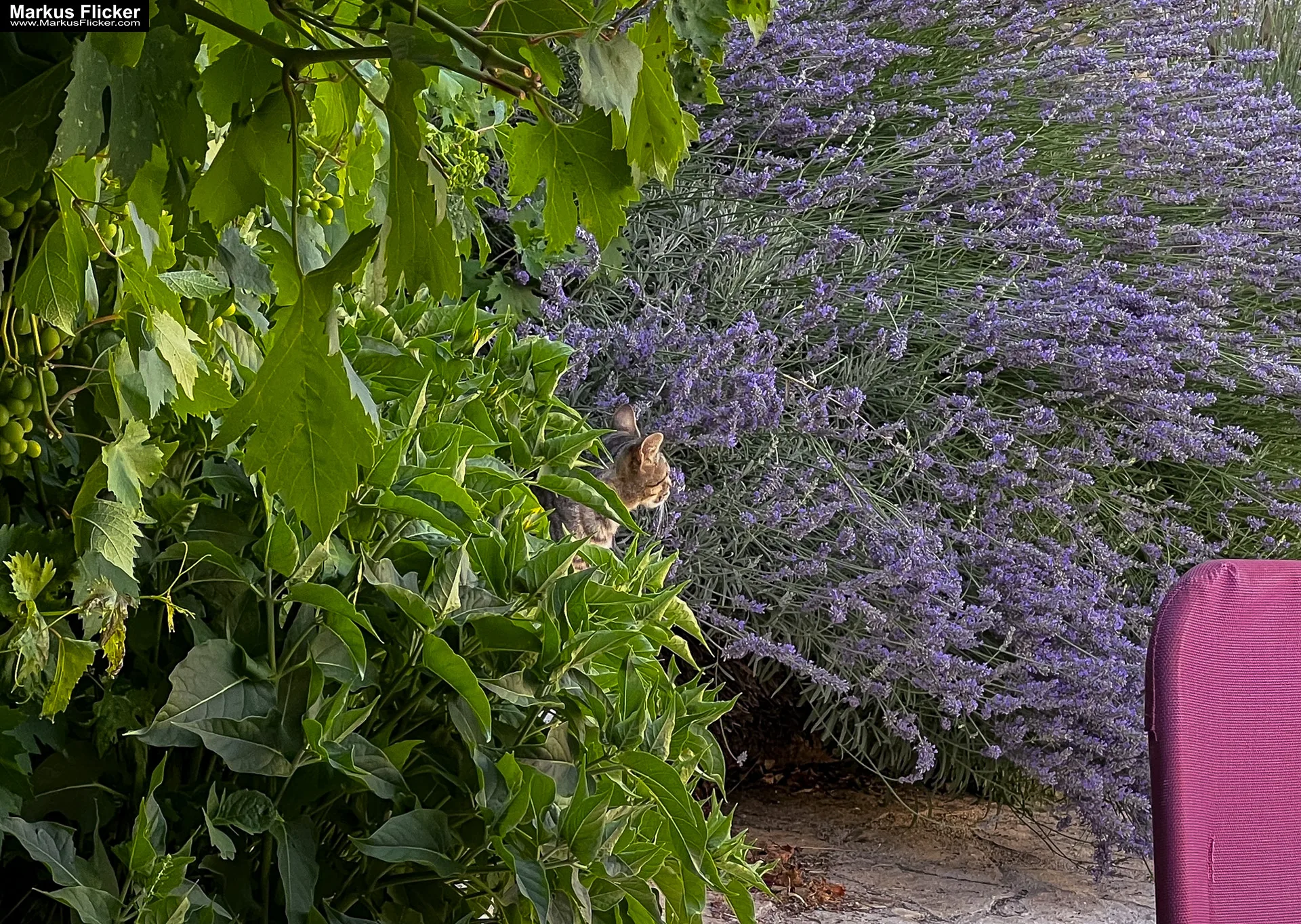 Villa Lavanda Deluxe Rogoznica Dalmatien Kroatien #visitcroatia #visitrogoznica