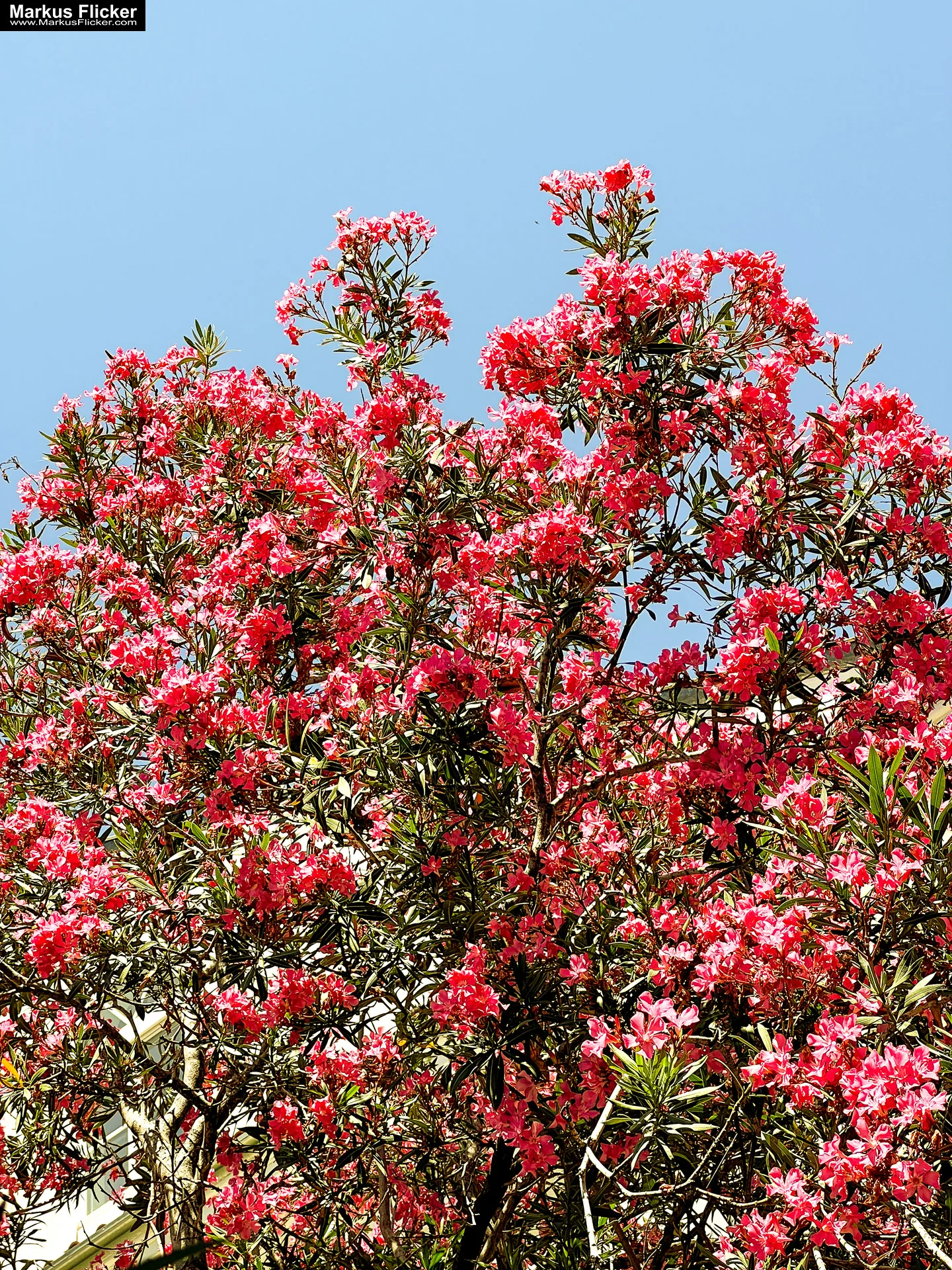 Piran am Meer in Slowenien an der Adria Istrien Hafenstadt #FeelSlovenia #piran #ifeelsLOVEnia #myway