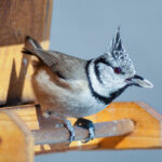 Natürliche Schönheit im Fokus: Beeindruckende Tierfotos der Haubenmeise (Lophophanes cristatus) am Vogelhäuschen inkl. 37 Fototipps und Bildideen