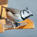 Natürliche Schönheit im Fokus: Beeindruckende Tierfotos der Haubenmeise (Lophophanes cristatus) am Vogelhäuschen inkl. 37 Fototipps und Bildideen