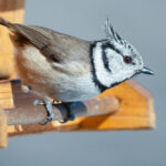 Natürliche Schönheit im Fokus: Beeindruckende Tierfotos der Haubenmeise (Lophophanes cristatus) am Vogelhäuschen inkl. 37 Fototipps und Bildideen