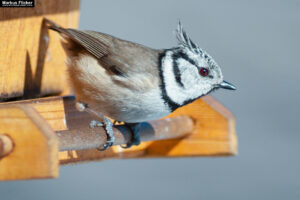 Natürliche Schönheit im Fokus: Beeindruckende Tierfotos der Haubenmeise (Lophophanes cristatus) am Vogelhäuschen inkl. 37 Fototipps und Bildideen