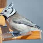 Natürliche Schönheit im Fokus: Beeindruckende Tierfotos der Haubenmeise (Lophophanes cristatus) am Vogelhäuschen inkl. 37 Fototipps und Bildideen