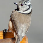 Natürliche Schönheit im Fokus: Beeindruckende Tierfotos der Haubenmeise (Lophophanes cristatus) am Vogelhäuschen inkl. 37 Fototipps und Bildideen