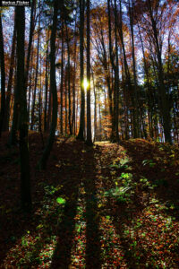 Gegenlichtfoto im Herbstwald auf einer Lichtung. Fotografieren und Filmen mit dem Smartphone: Bessere Fotos und Videos mit dem Handy für Freizeit, Hobby und Business