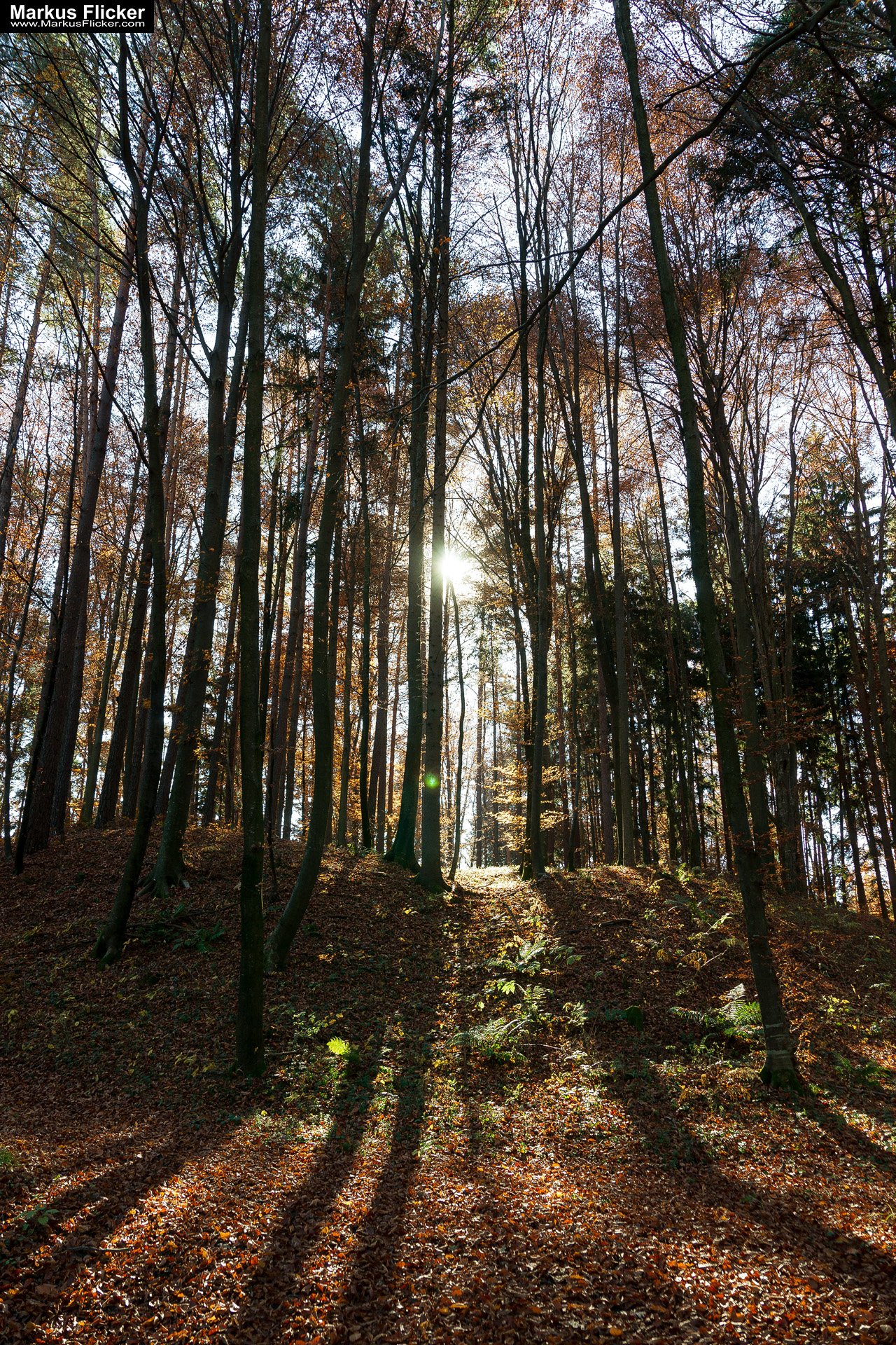 Gegenlichtfoto im Herbstwald auf einer Lichtung. Fotografieren und Filmen mit dem Smartphone: Bessere Fotos und Videos mit dem Handy für Freizeit, Hobby und Business