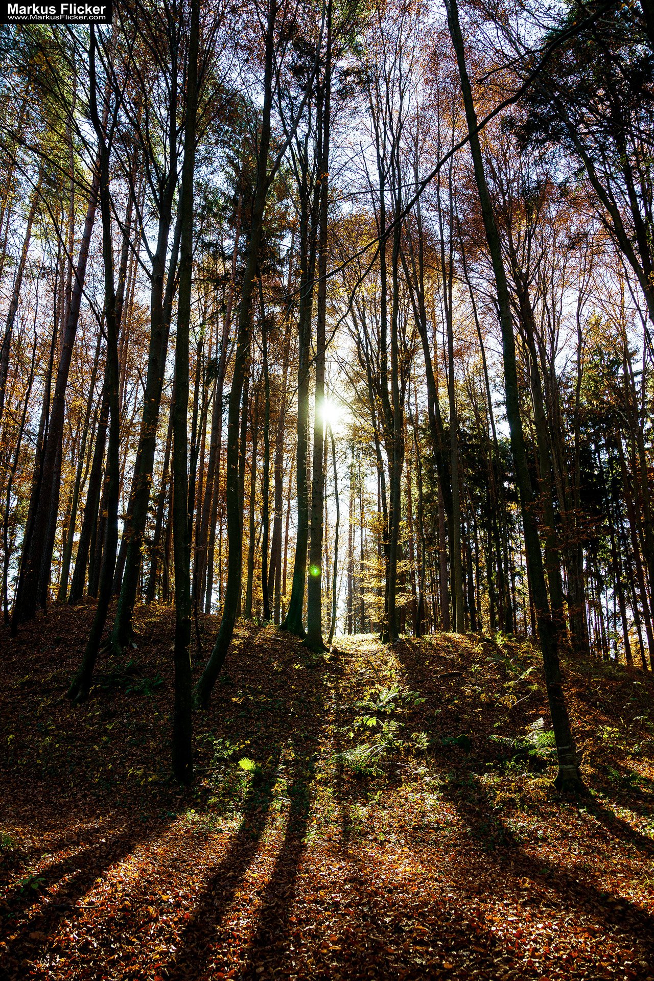 Gegenlichtfoto im Herbstwald auf einer Lichtung. Fotografieren und Filmen mit dem Smartphone: Bessere Fotos und Videos mit dem Handy für Freizeit, Hobby und Business
