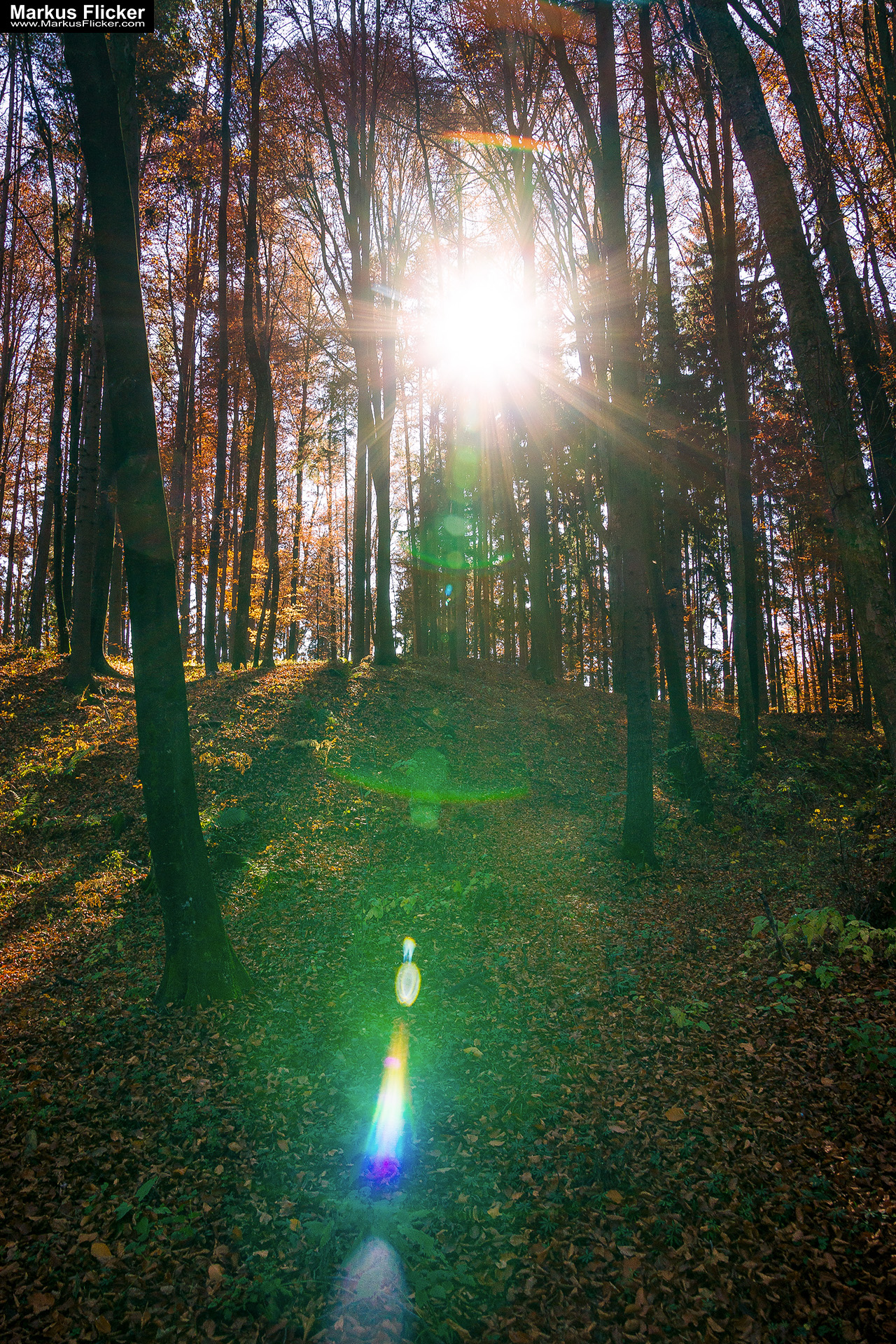Gegenlicht Foto Herbst im Wald auf einer Lichtung