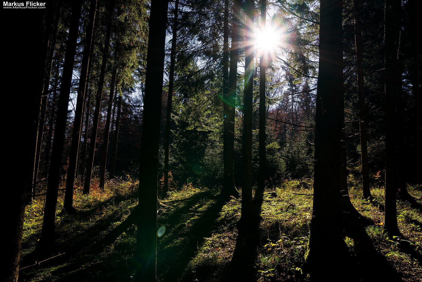 Gegenlichtfoto im Herbstwald auf einer Lichtung. Fotografieren und Filmen mit dem Smartphone: Bessere Fotos und Videos mit dem Handy für Freizeit, Hobby und Business