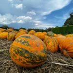 Fototipp Fotomotiv Kürbisfeld am Ende des Sommers. Fotografieren und Filmen mit dem Smartphone: Bessere Fotos und Videos mit dem Handy für Freizeit, Hobby und Business