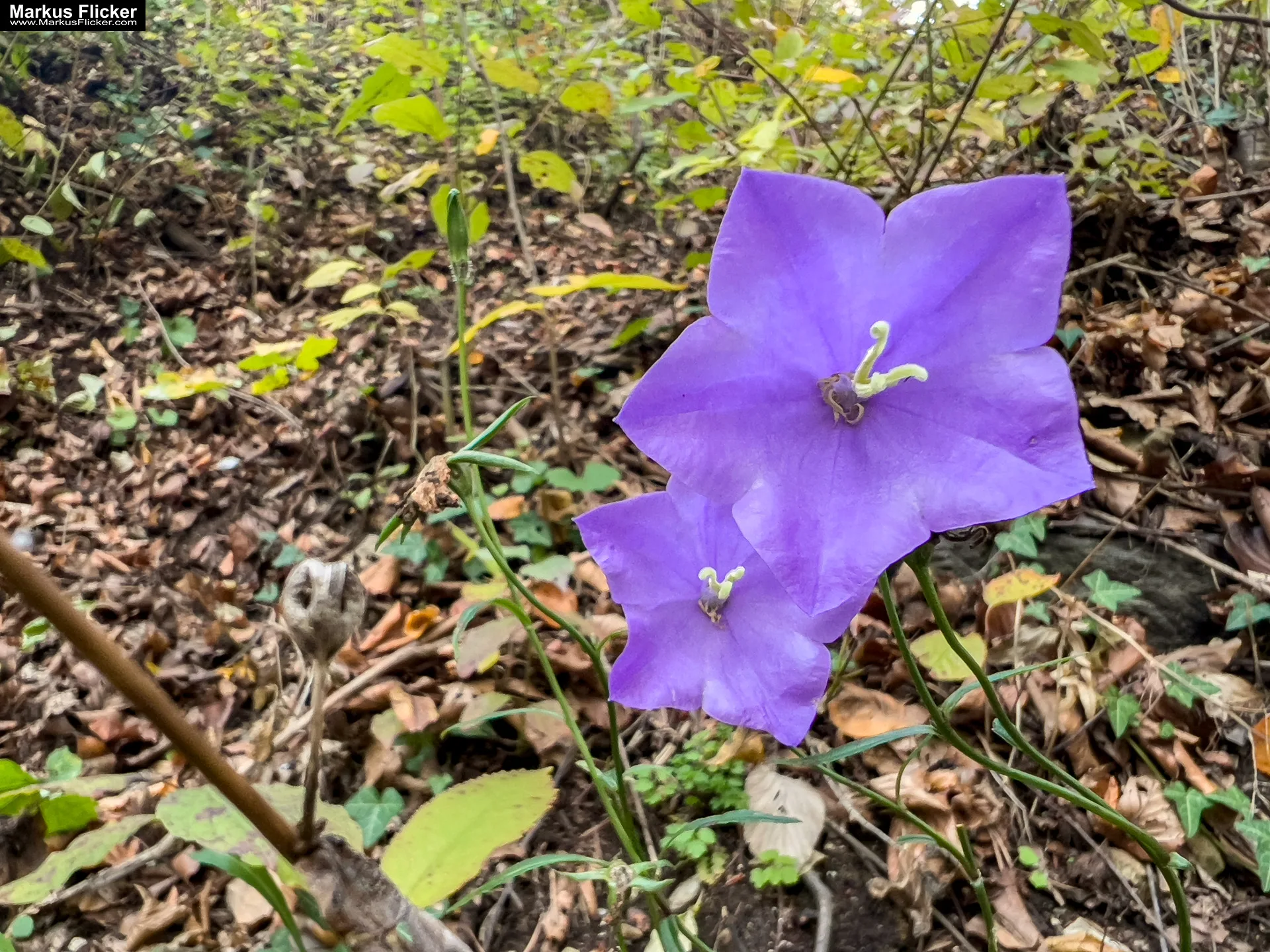Burgruine Gösting Graz Steiermark Österreich #visitstyria