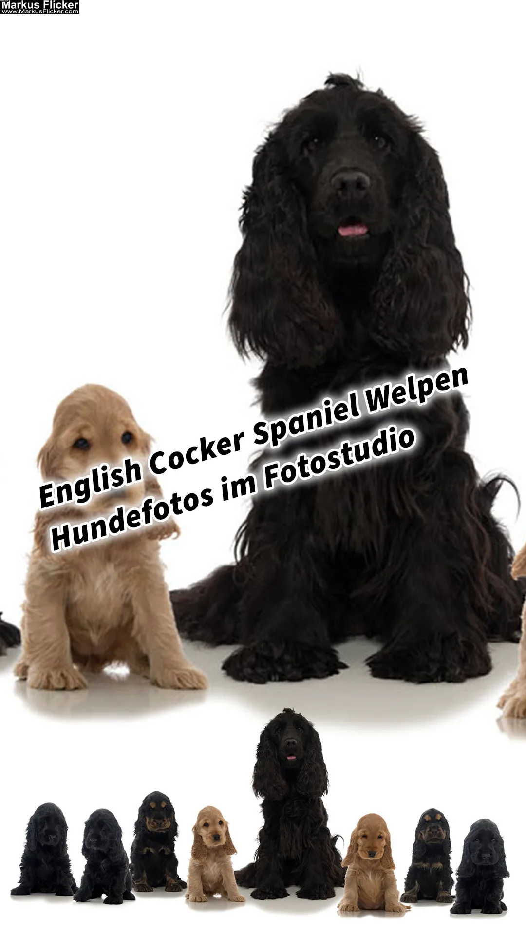 Mehr über den Artikel erfahren English Cocker Spaniel Welpen Hundefotos Tierfotos im Fotostudio inkl. 37 Fototipps und Bildideen