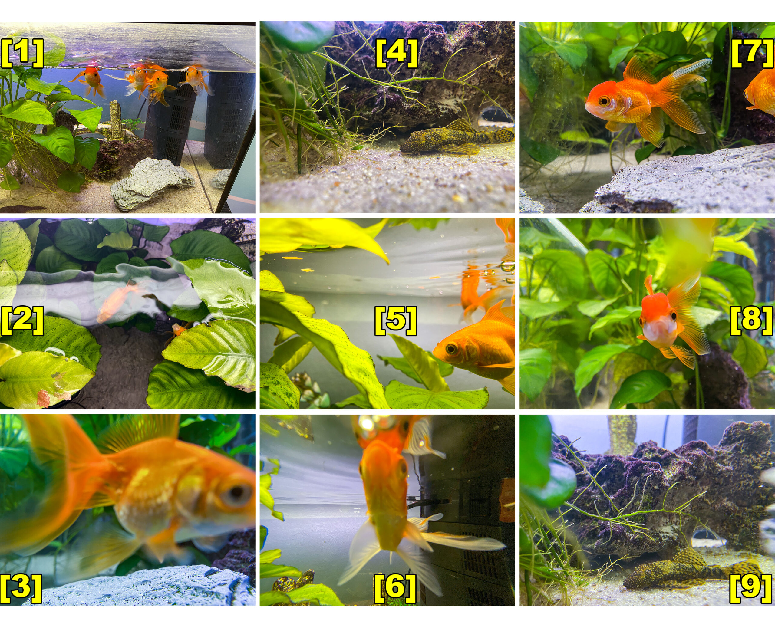 Fische im Aquarium durch Glas fotografieren und filmen. Tipps mit dem Smartphone durch eine Glasscheibe aufnehmen Fische im Aquarium durch Glas fotografieren Tipps mit dem Smartphone durch Glasscheibe
