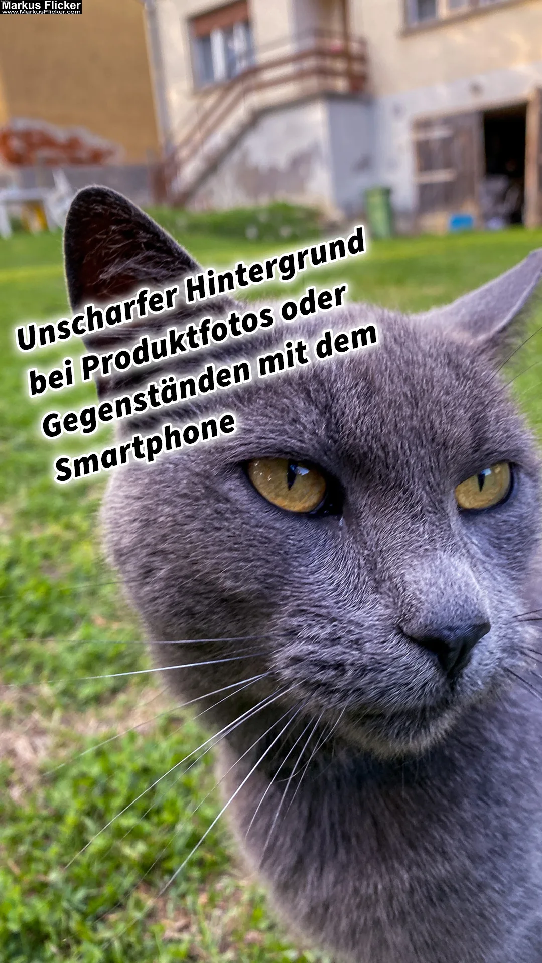 Mehr über den Artikel erfahren Unscharfer Hintergrund bei Produktfotos, Tieren, Personen oder Gegenständen mit dem Smartphone und DSLR Kamera. Fotografieren und Filmen mit dem Smartphone: Bessere Fotos und Videos mit dem Handy für Freizeit, Hobby und Business