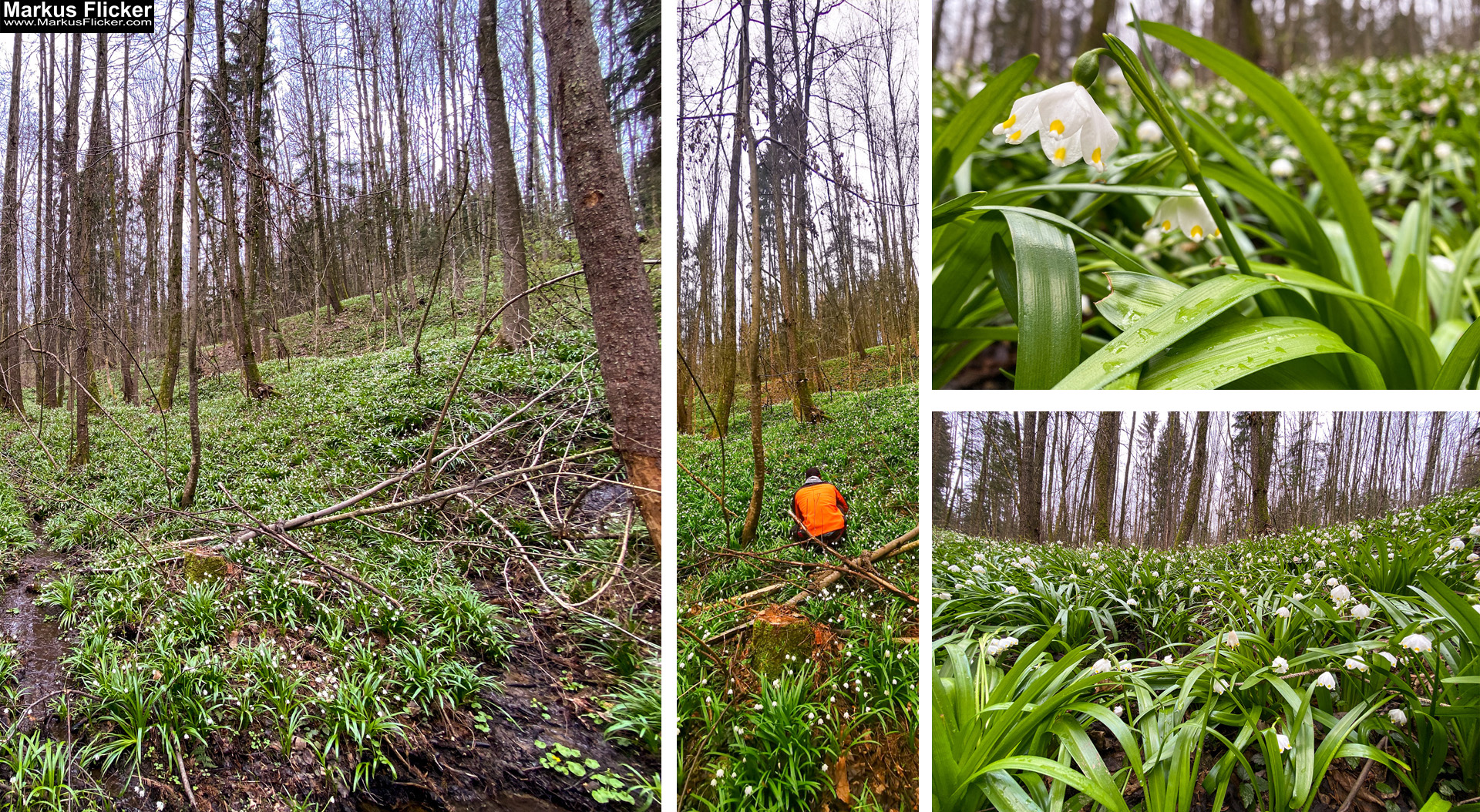 Vor lauter Bäumen den Wald nicht mehr sehen... Detailaufnahmen statt Zuviel auf dem Bild!