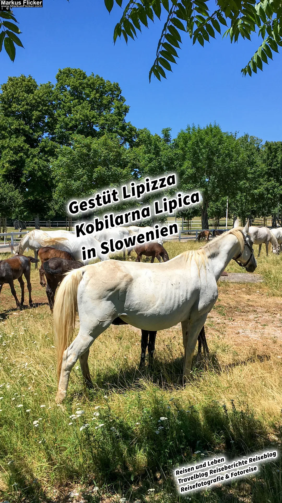 Mehr über den Artikel erfahren Gestüt Lipizza Kobilarna Lipica in Slowenien #visitslovenia Lipizzaner Pferde