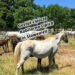 Gestüt Lipizza Kobilarna Lipica in Slowenien #visitslovenia Lipizzaner Pferde