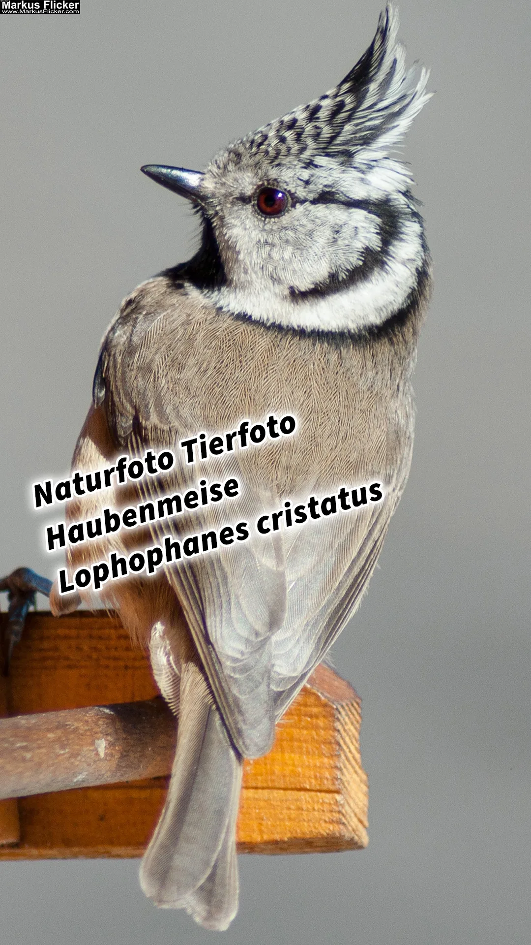 Mehr über den Artikel erfahren Natürliche Schönheit im Fokus: Beeindruckende Tierfotos der Haubenmeise (Lophophanes cristatus) am Vogelhäuschen inkl. 37 Fototipps und Bildideen