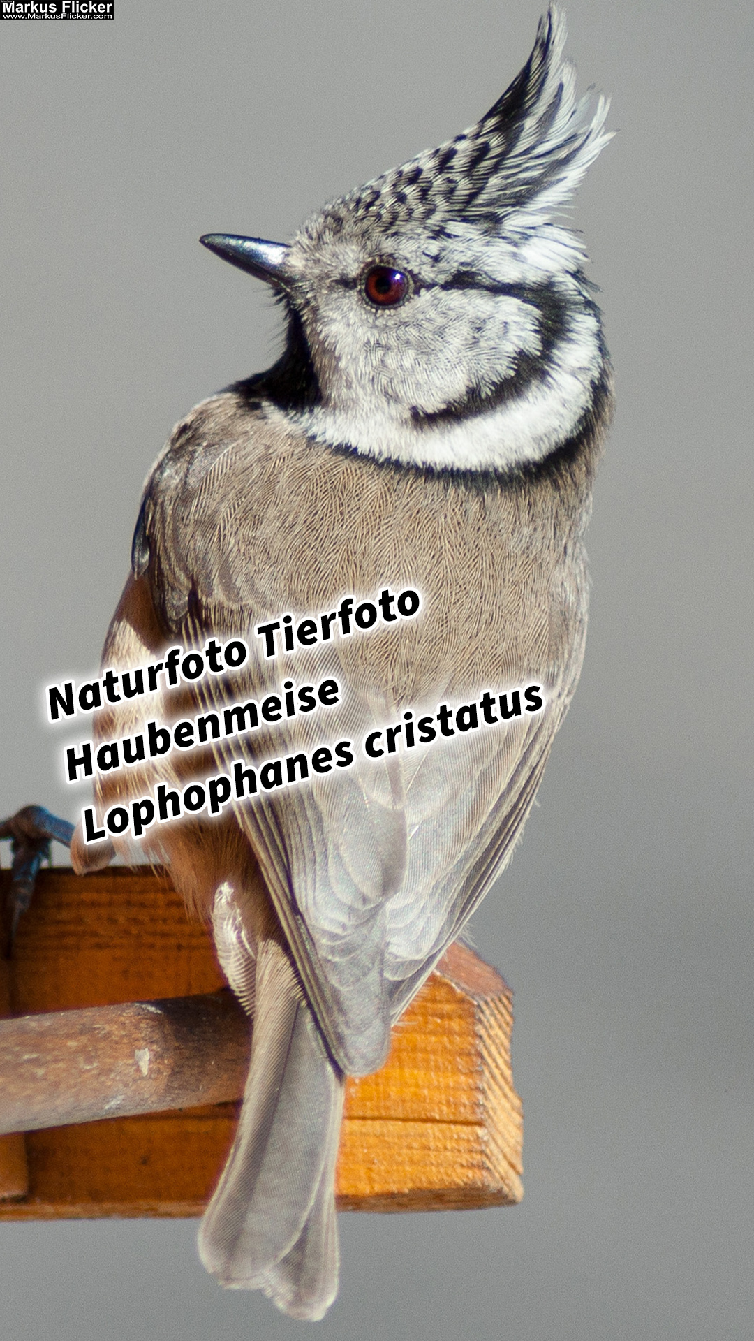 Natürliche Schönheit im Fokus: Beeindruckende Tierfotos der Haubenmeise (Lophophanes cristatus) am Vogelhäuschen