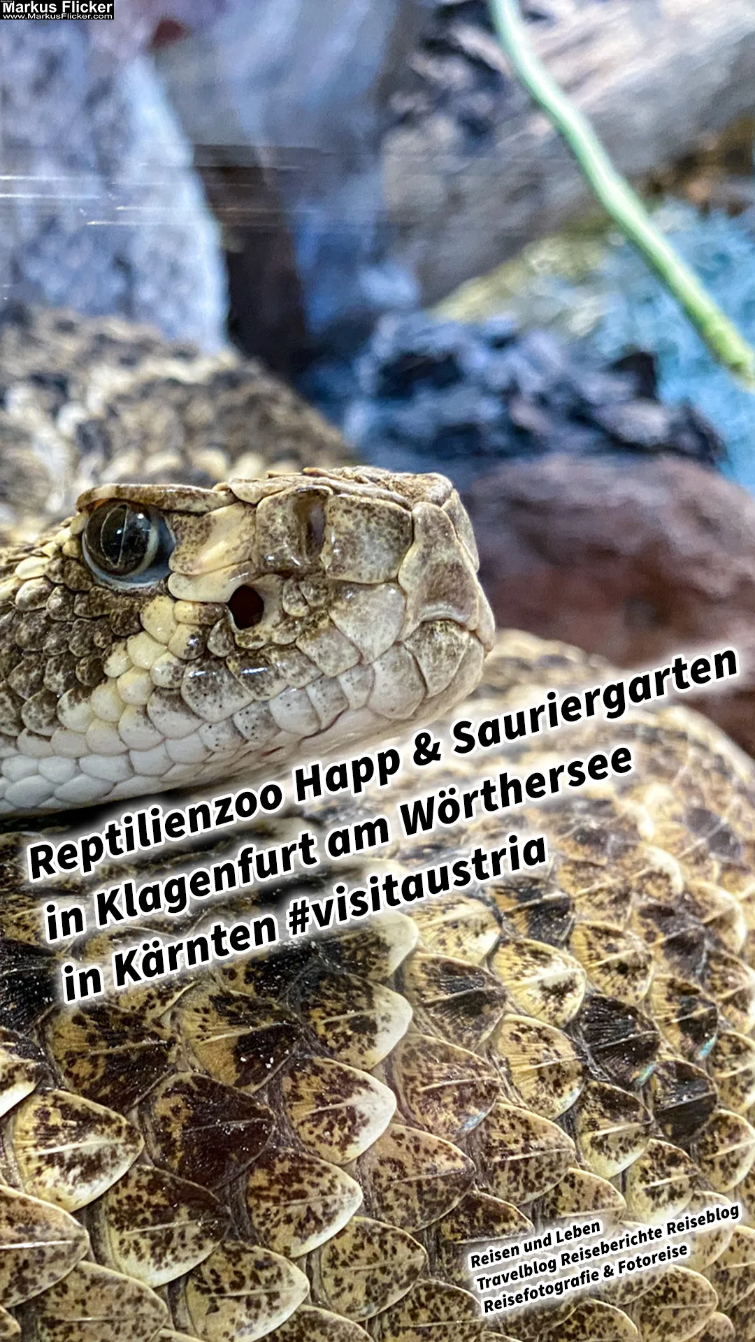 Mehr über den Artikel erfahren Reptilienzoo Happ & Sauriergarten in Klagenfurt am Wörthersee in Kärnten #visitaustria