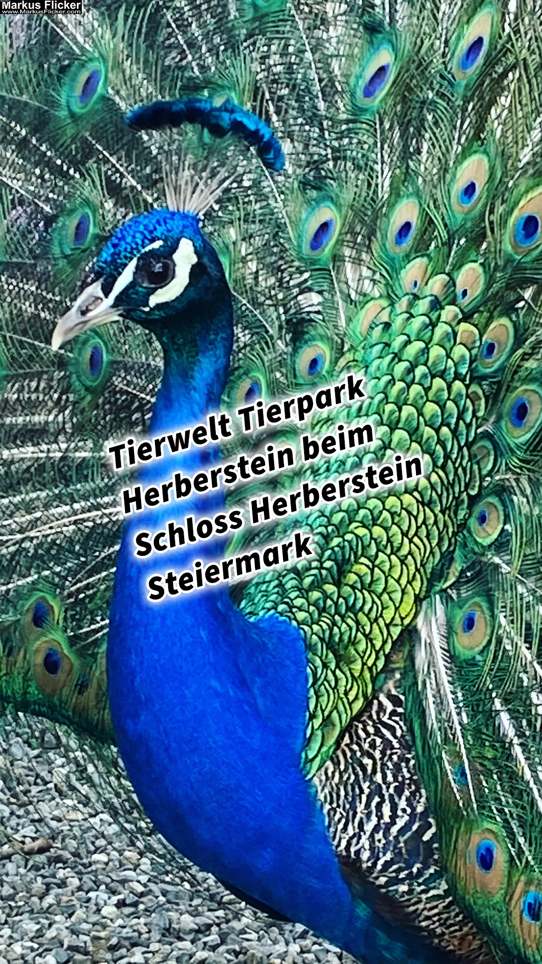 Mehr über den Artikel erfahren Die faszinierende Tierwelt im Tierpark Herberstein beim Schloss Herberstein in der Steiermark #visiststyria #visitaustria