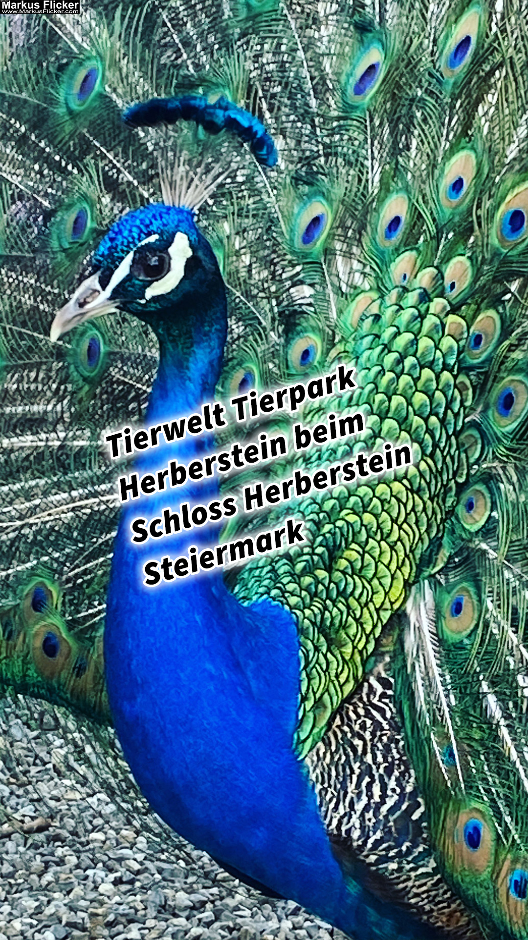 Tierwelt Tierpark Herberstein beim Schloss Herberstein Steiermark #visiststyria #visitaustria