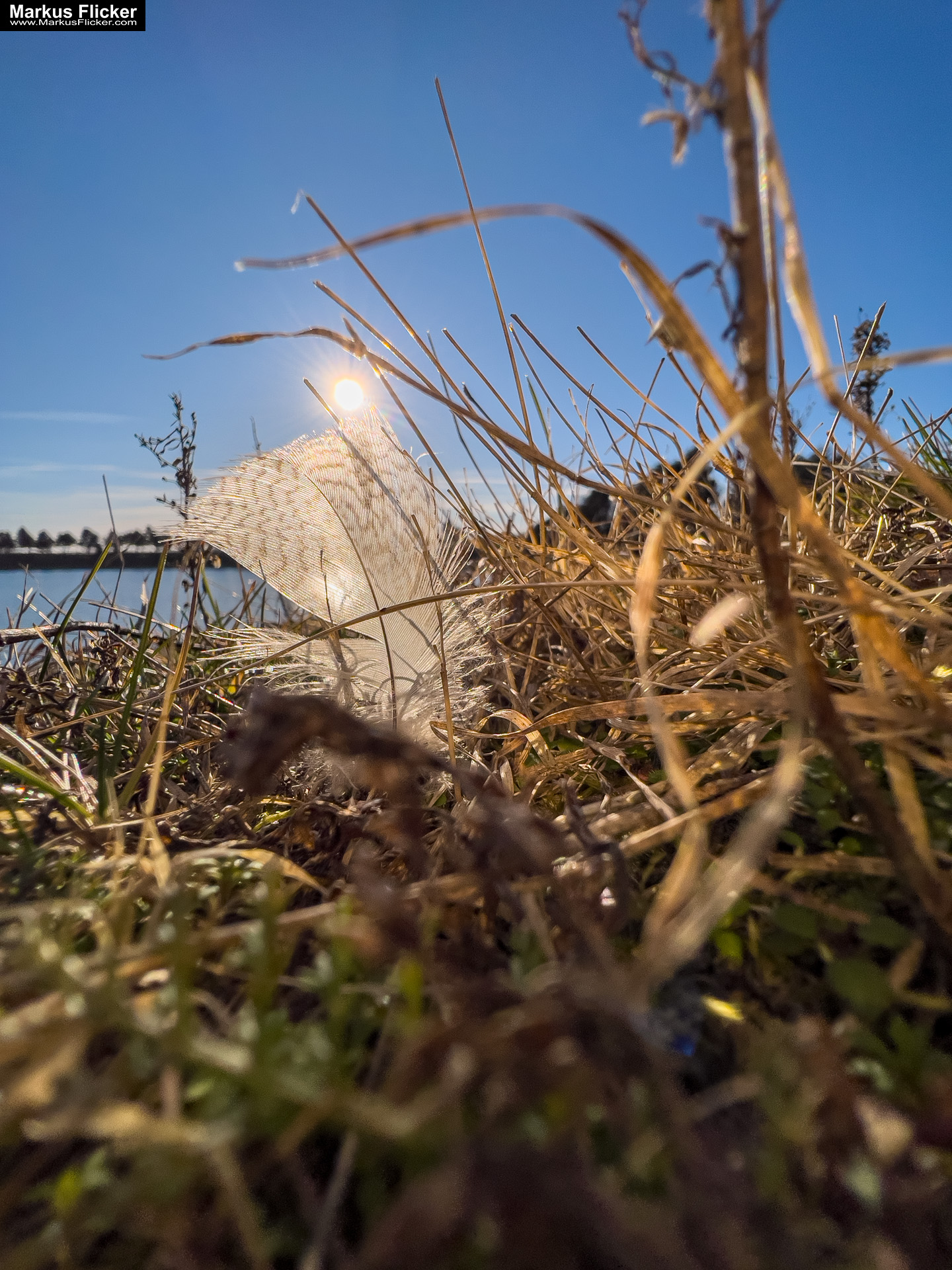 Fototipp mit dem Smartphone: Nahe ran und tief runter statt aus der Hüfte schießen! Feder im Gegenlicht. Fotografieren und Filmen mit dem Smartphone: Bessere Fotos und Videos mit dem Handy für Freizeit, Hobby und Business