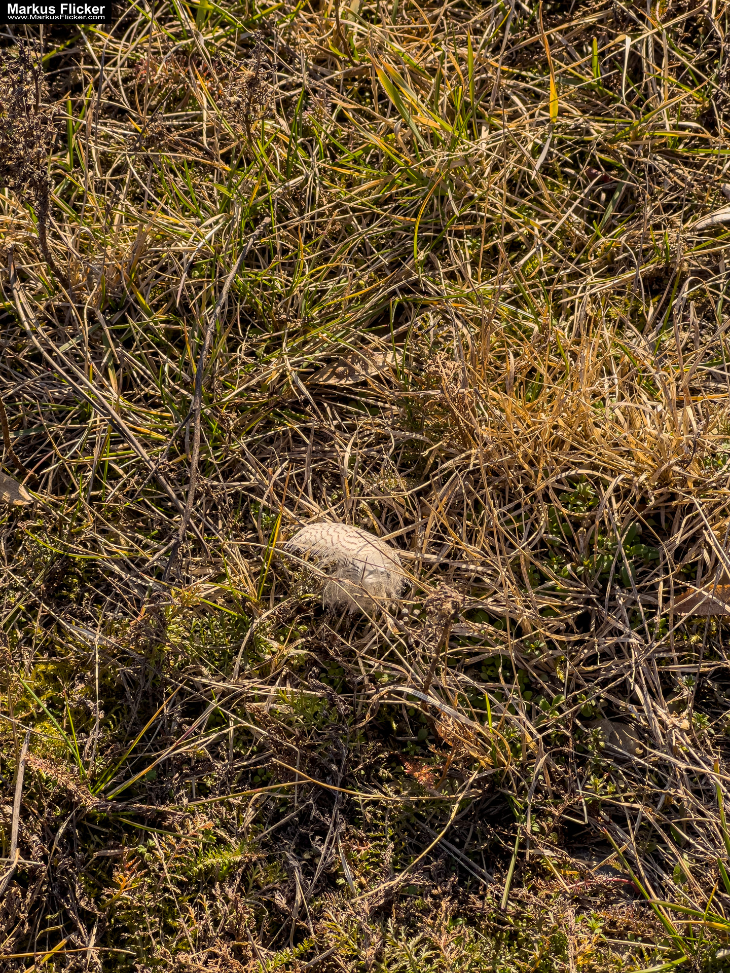 Fototipp mit dem Smartphone: Nahe ran und tief runter statt aus der Hüfte schießen! Feder im Gegenlicht. Fotografieren und Filmen mit dem Smartphone: Bessere Fotos und Videos mit dem Handy für Freizeit, Hobby und Business