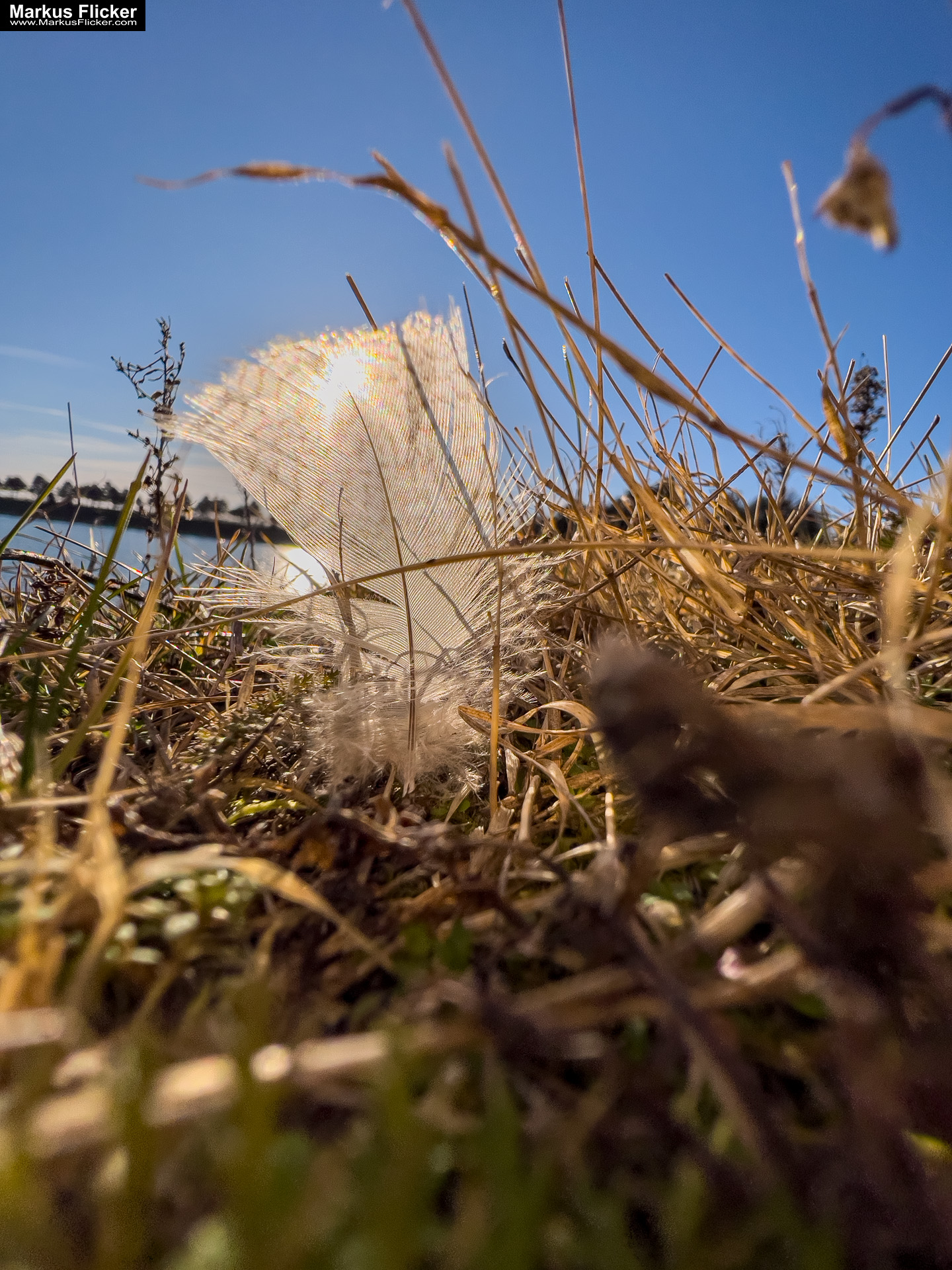 Fototipp mit dem Smartphone: Nahe ran und tief runter statt aus der Hüfte schießen! Feder im Gegenlicht. Fotografieren und Filmen mit dem Smartphone: Bessere Fotos und Videos mit dem Handy für Freizeit, Hobby und Business