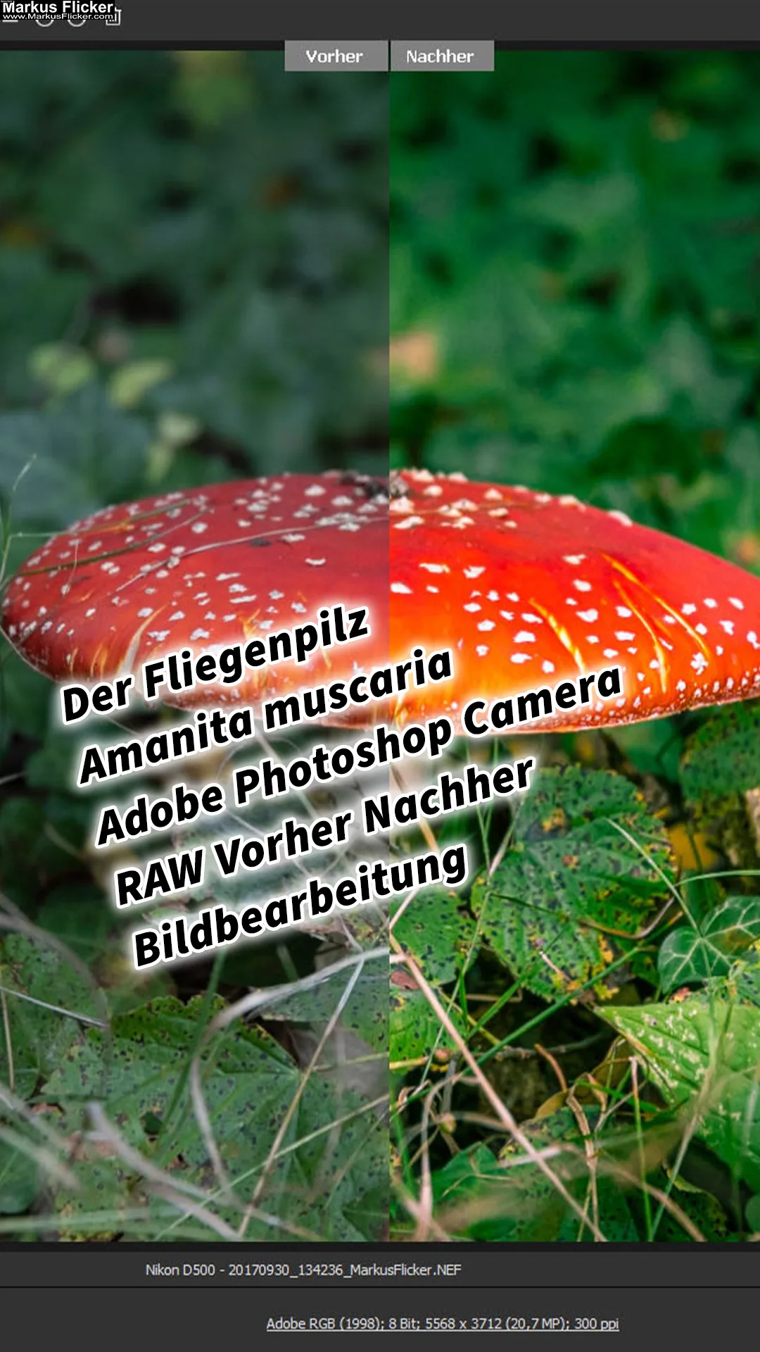 Mehr über den Artikel erfahren Der Fliegenpilz (Amanita muscaria) und die Magie der Bildbearbeitung mit Adobe Photoshop Camera RAW Foto Vorher Nachher Bildbearbeitung