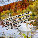 Schwäne im Fluss im Herbst fotografiert Foto auf dem Smartphone bearbeitet mit iOS iPhone. Fotografieren und Filmen mit dem Smartphone: Bessere Fotos und Videos mit dem Handy für Freizeit, Hobby und Business