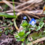 Frühling Fotos Bildideen Tipps Tricks mit Kamera und Smartphone