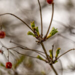 Frühling Fotos Bildideen Tipps Tricks mit Kamera und Smartphone