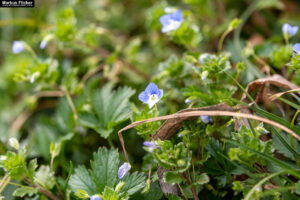 Frühling Fotos Bildideen Tipps Tricks mit Kamera und Smartphone