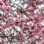 Frühling Fotos Bildideen Tipps Tricks mit Kamera und Smartphone