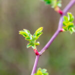 Frühling Fotos Bildideen Tipps Tricks mit Kamera und Smartphone