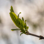 Frühling Fotos Bildideen Tipps Tricks mit Kamera und Smartphone